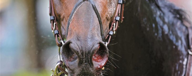 EIPH – Bleeding In Performance Horses